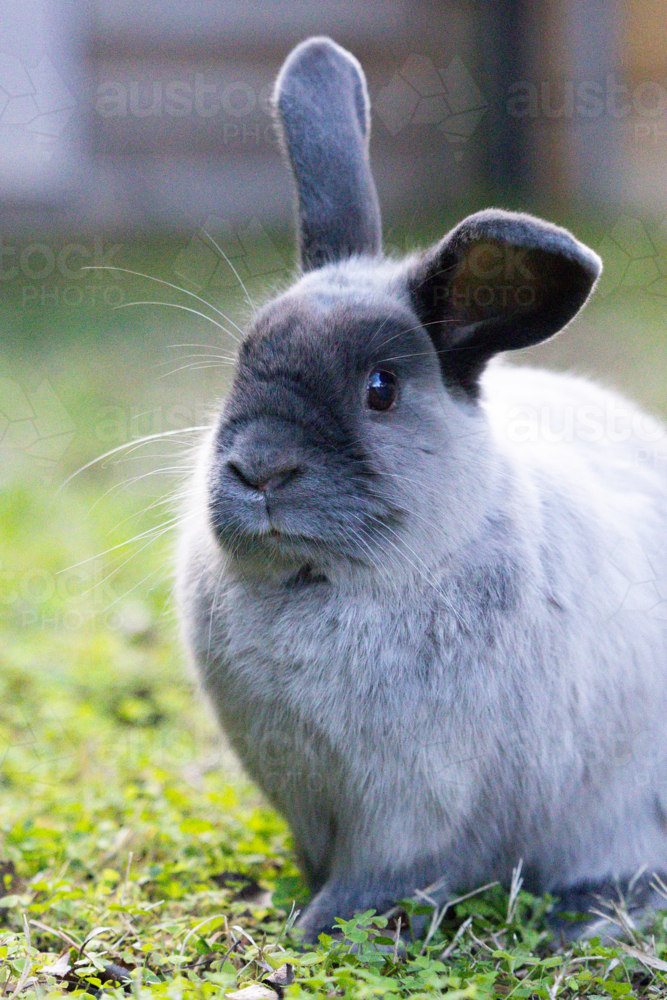 A grey lop rabbit against an isolated background of green grass - Australian Stock Image