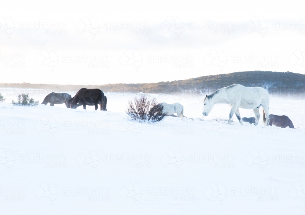 A group of brumby horses in a snow covered ground. - Australian Stock Image