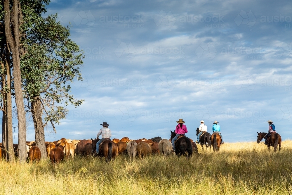 A group of five horse riders mustering cattle past a stand of ironbark trees. - Australian Stock Image