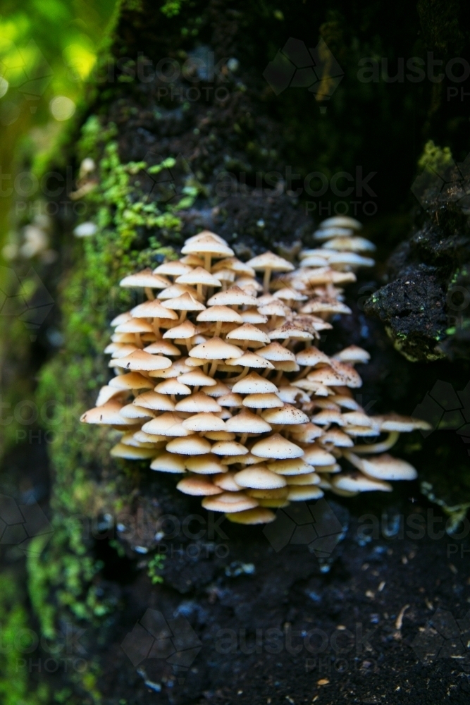 A group of fungi on a dead tree in the rainforest - Australian Stock Image