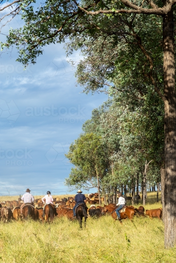 A group of horse riders mustering cattle past a stand of ironbark trees. - Australian Stock Image