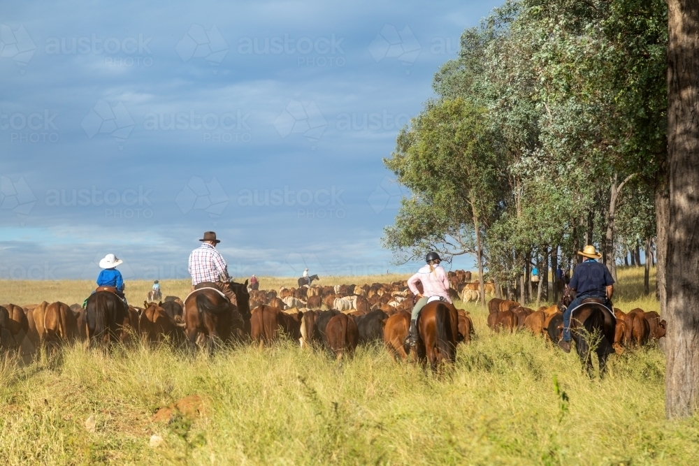 A group of horse riders mustering cattle past a stand of ironbark trees. - Australian Stock Image