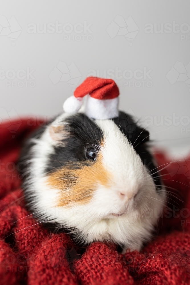 A guinea pig (Cavia porcellus) wearing a Christmas hat on a red blanket - Australian Stock Image