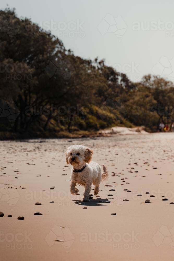 A happy Cavoodle dog running along a deserted beach after a swim. - Australian Stock Image