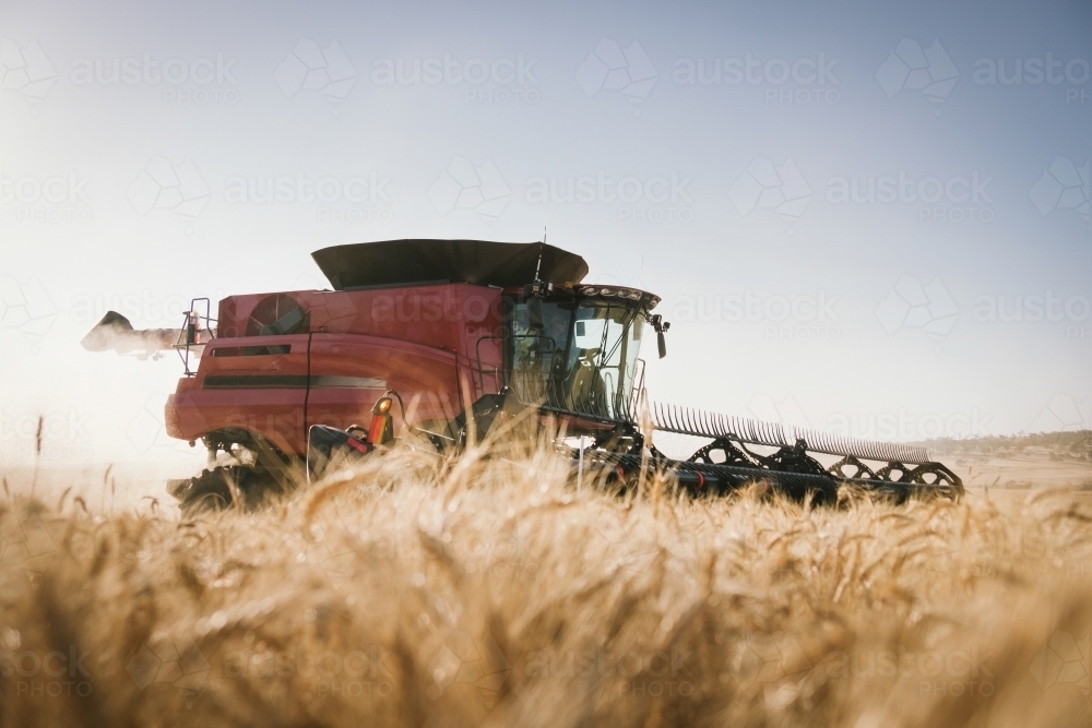 A harvester harvesting a ripe wheat crop in the Avon Valley of Western Australia - Australian Stock Image