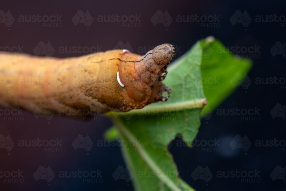 A Hawk Moth caterpillar on grape leaf - Australian Stock Image