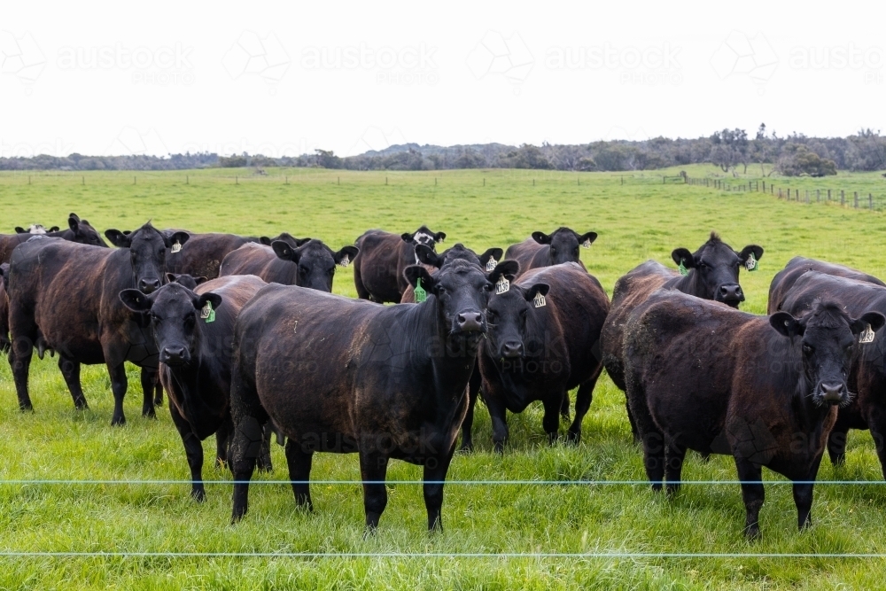 A herd of beef cattle on a free range cow ranch farm - Australian Stock Image