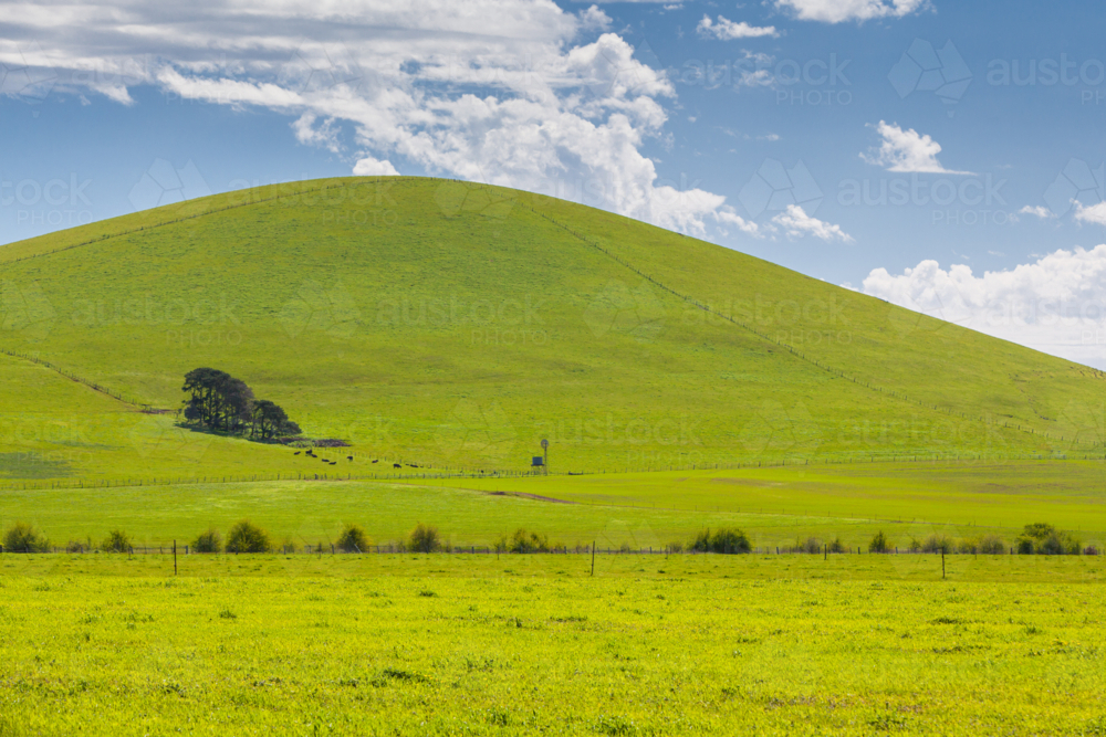A hill near Creswick shines on a spring day near Creswick in the Victorian goldfields, Australia - Australian Stock Image