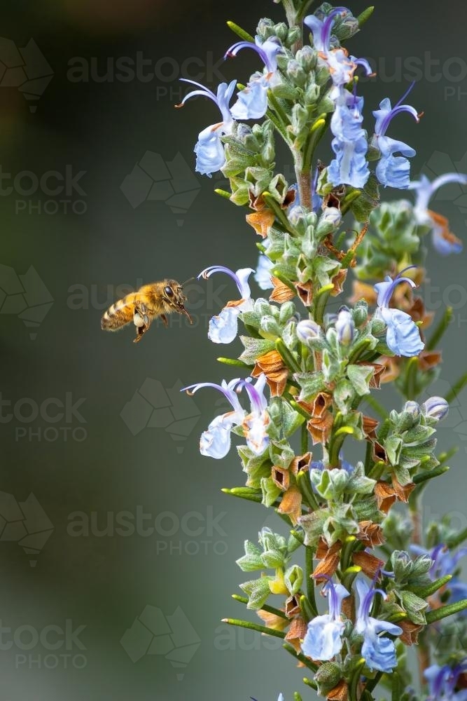 A honey bee hovering near flowers - Australian Stock Image