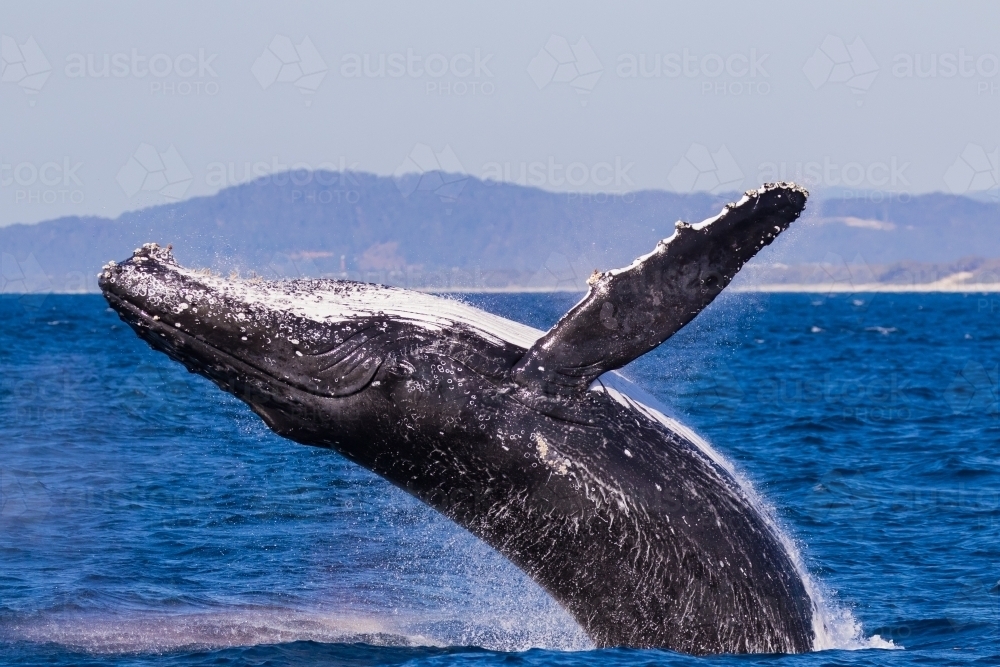 A humpback whale breaching out of the ocean creating water splashes. - Australian Stock Image