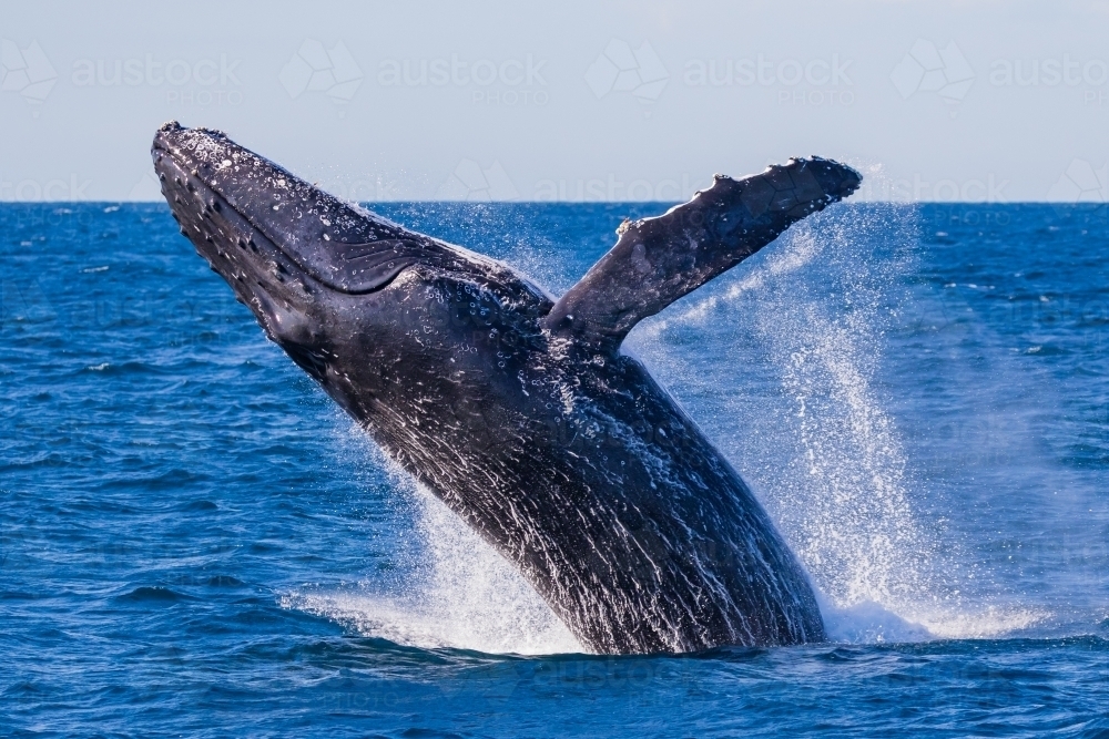 a humpback whale breaching out of the ocean creating water splashes. - Australian Stock Image