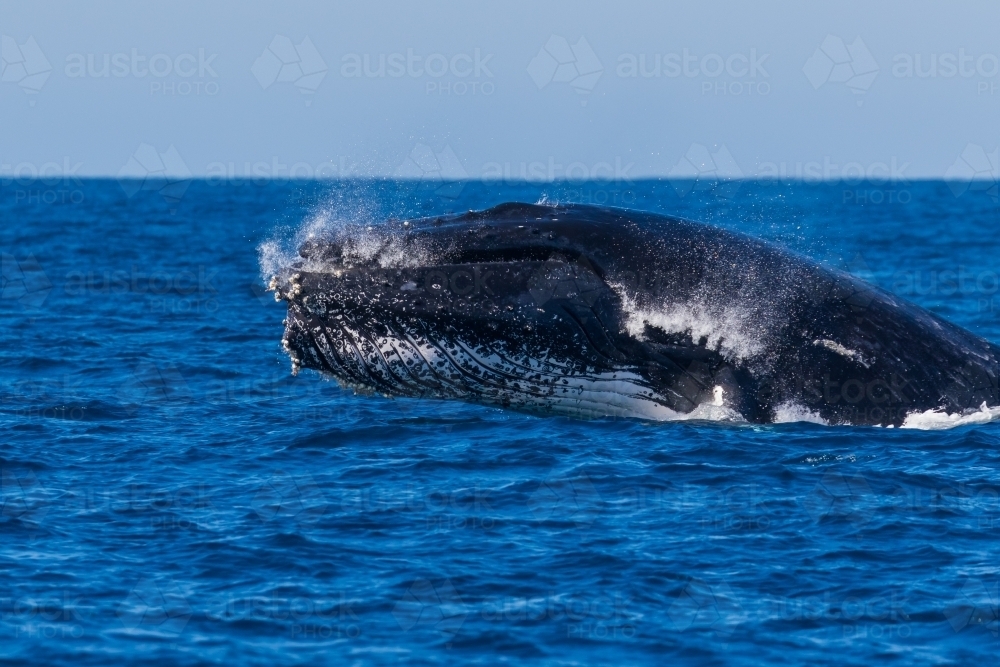 A humpback whale breaching the surface of a deep blue ocean. - Australian Stock Image