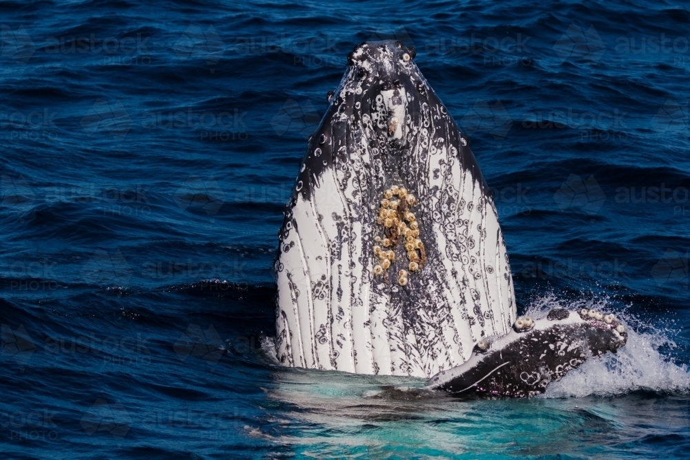 A humpback whale spyhopping in blue ocean water - Australian Stock Image