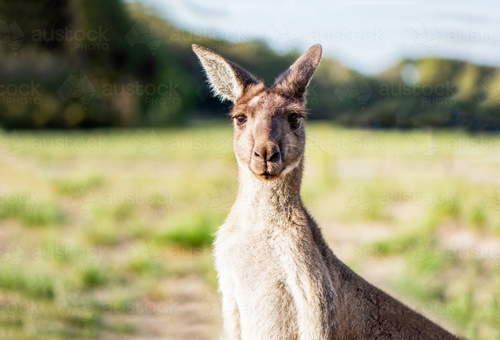 A kangaroo is facing camera - Australian Stock Image