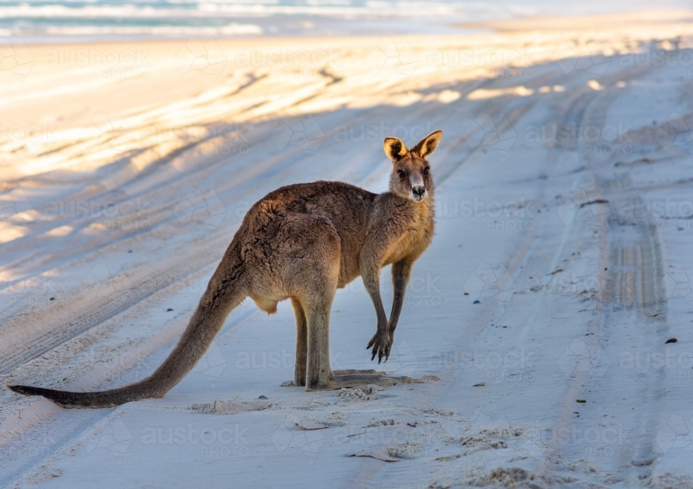 A Kangaroo on a Beach - Australian Stock Image