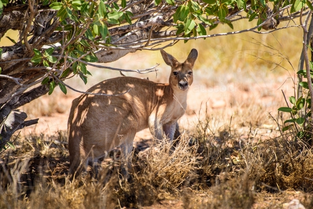 A kangaroo standing in a dry grassland, under the shade - Australian Stock Image