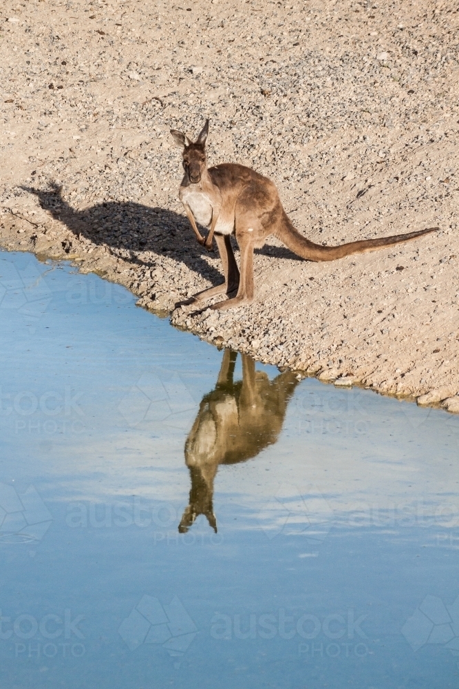 A kangaroo standing on the edge of a waterhole with its reflection - Australian Stock Image