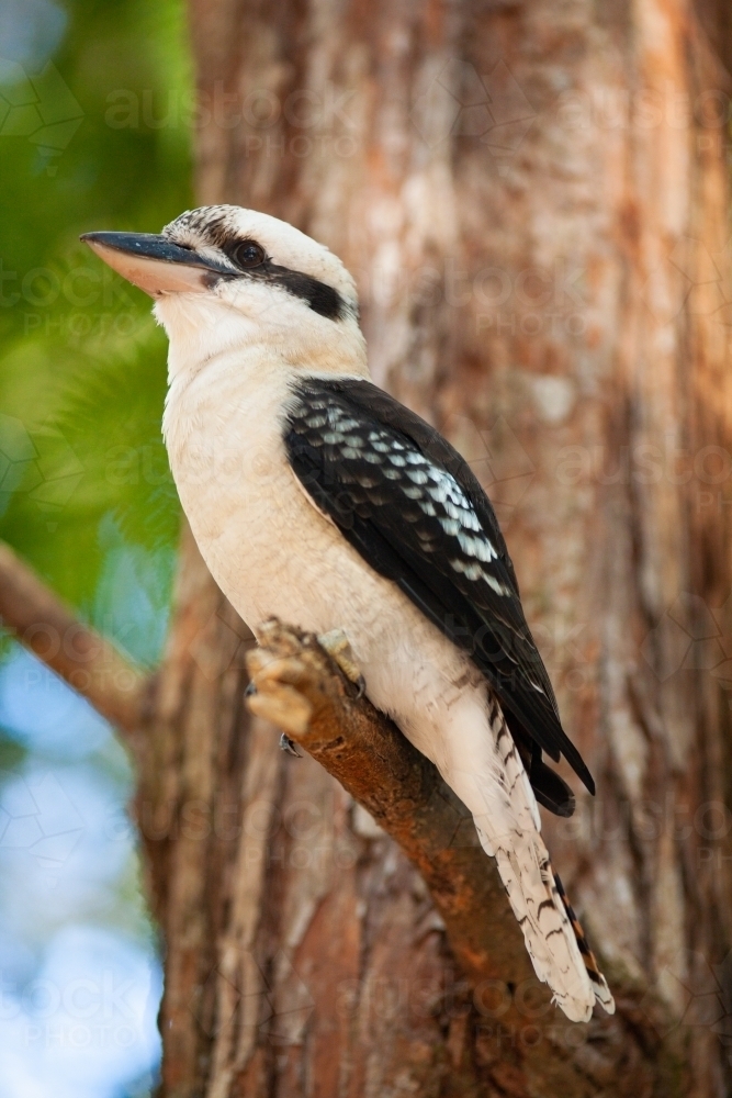 A Kookaburra sitting on a branch waiting for food to appear - Australian Stock Image