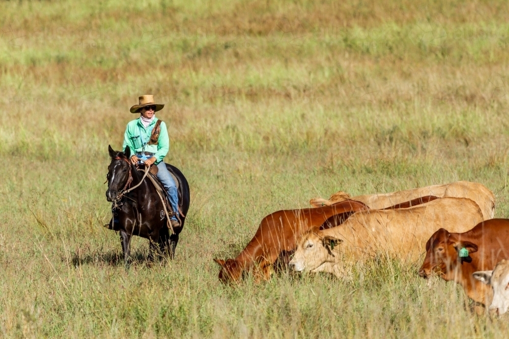 Image of A lady horse rider musters a mob of cattle. - Austockphoto