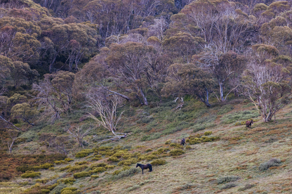 A landscape view with wild brumbies on the Cascade Hut Trail near Dead Horse Gap and Thredbo - Australian Stock Image