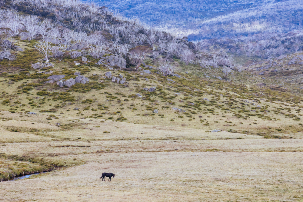 A landscape view with wild brumby on the Cascade Hut Trail near Dead Horse Gap and Thredbo - Australian Stock Image