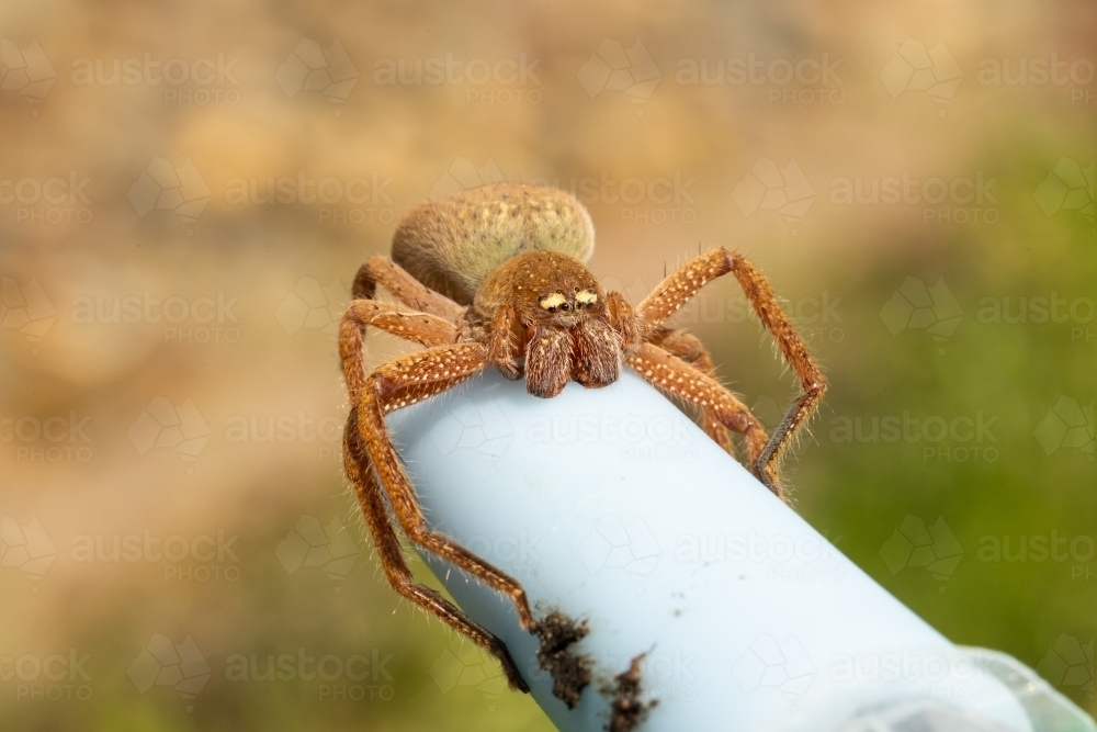 A large orange female Australian badge huntsman spider (Neosparassus Diana) - Australian Stock Image