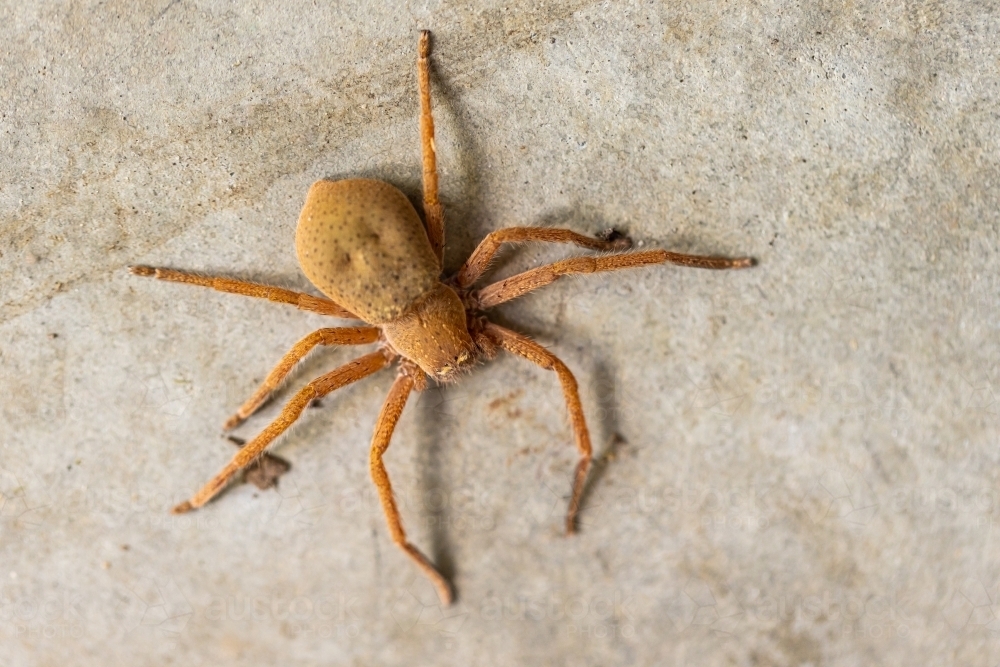 A large orange female Australian badge huntsman spider (Neosparassus Diana) clinging onto a wall - Australian Stock Image