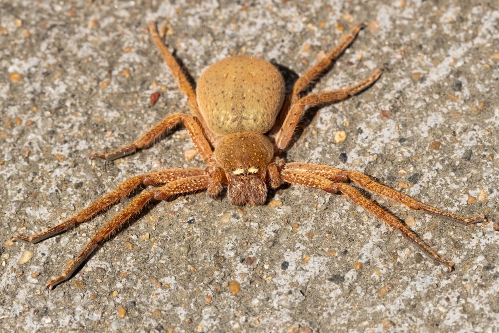 A large orange female Australian badge huntsman spider (Neosparassus Diana) flattened on concrete - Australian Stock Image