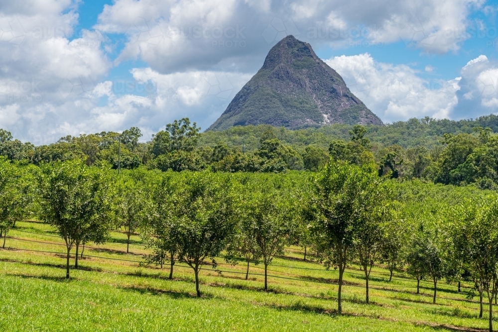 A large pointed mountain visible above rows of fruit trees in an orchard - Australian Stock Image