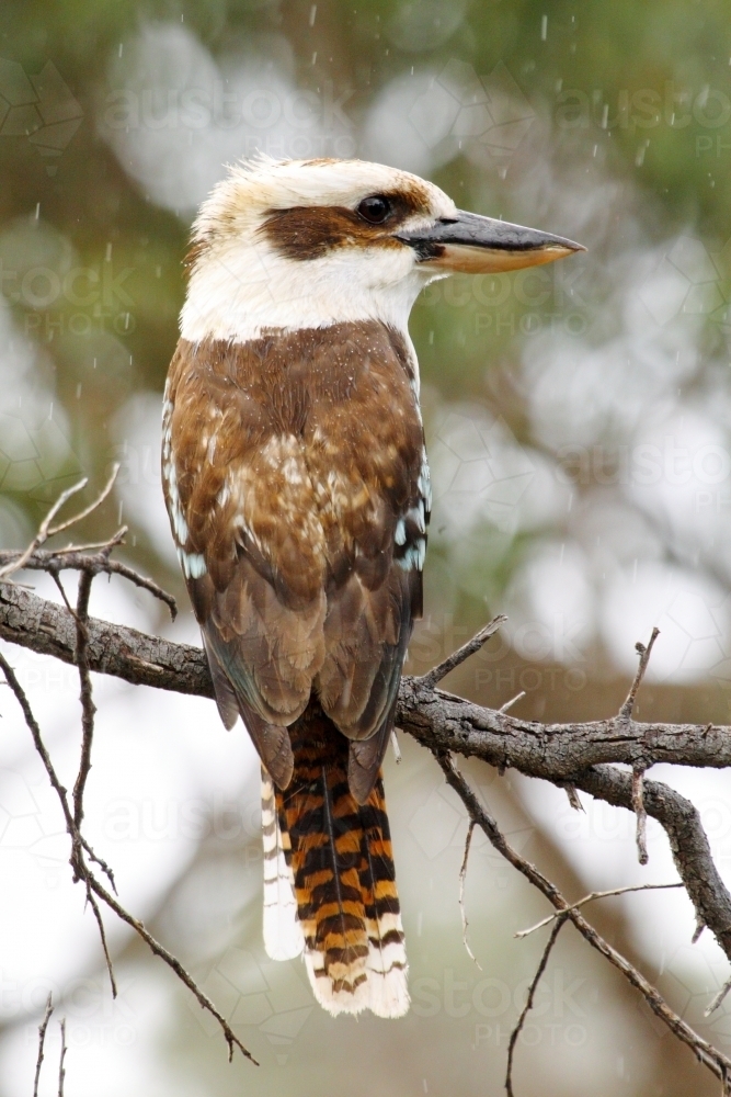 A Laughing Kookaburra perched in the rain. - Australian Stock Image