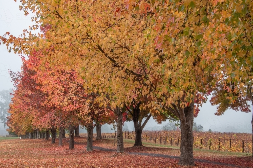 A line of autumn trees on a foggy morning - Australian Stock Image