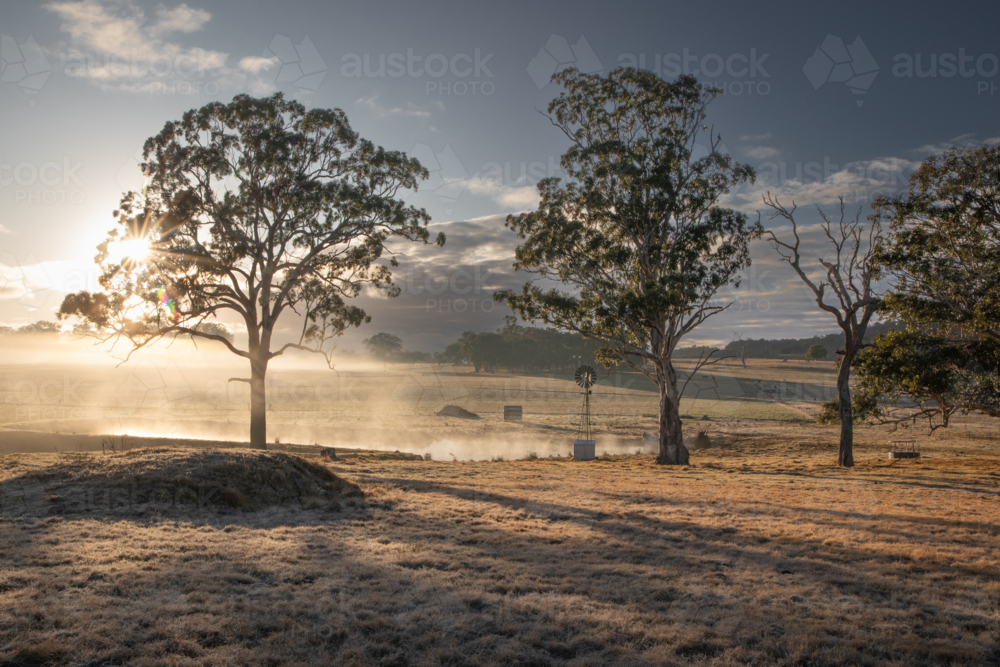 A little windmill with gum trees on a misty morning - Australian Stock Image