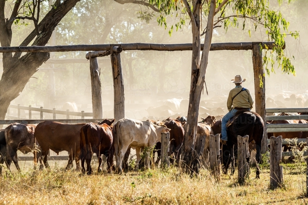 A lone horse rider counting the mob of cattle into the dusty yards. - Australian Stock Image