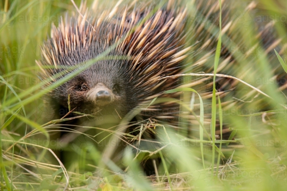 A lone Native Australian Echidna foraging for food in the grass - Australian Stock Image