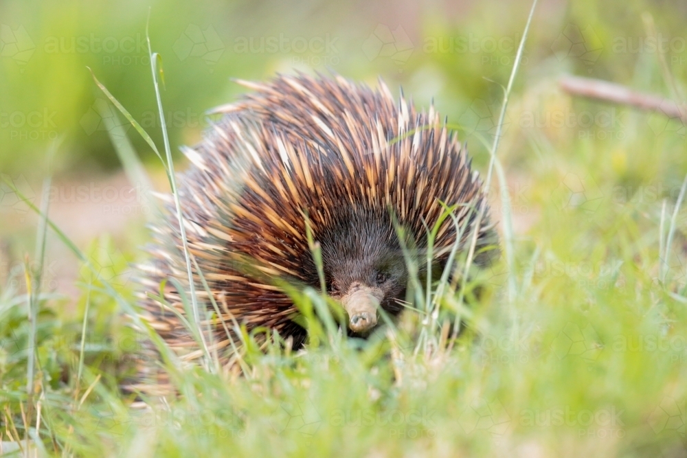 A lone Native Australian Echidna foraging for food in the grass - Australian Stock Image