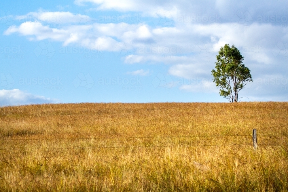 A lone tree stands sentinel among pasture grass. - Australian Stock Image