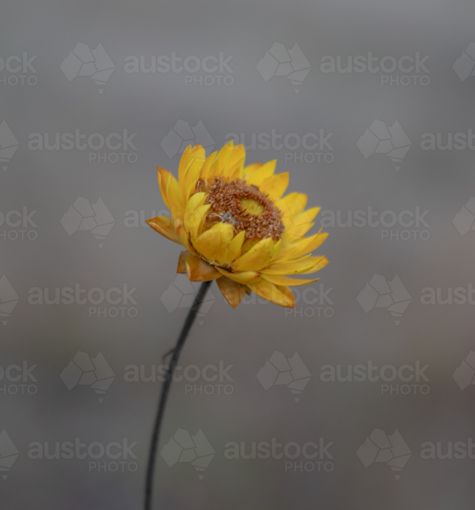 A lone yellow paper daisy - Australian Stock Image