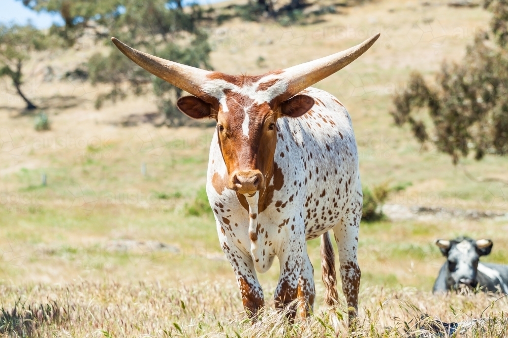 A long horned bull standing in a paddock - Australian Stock Image