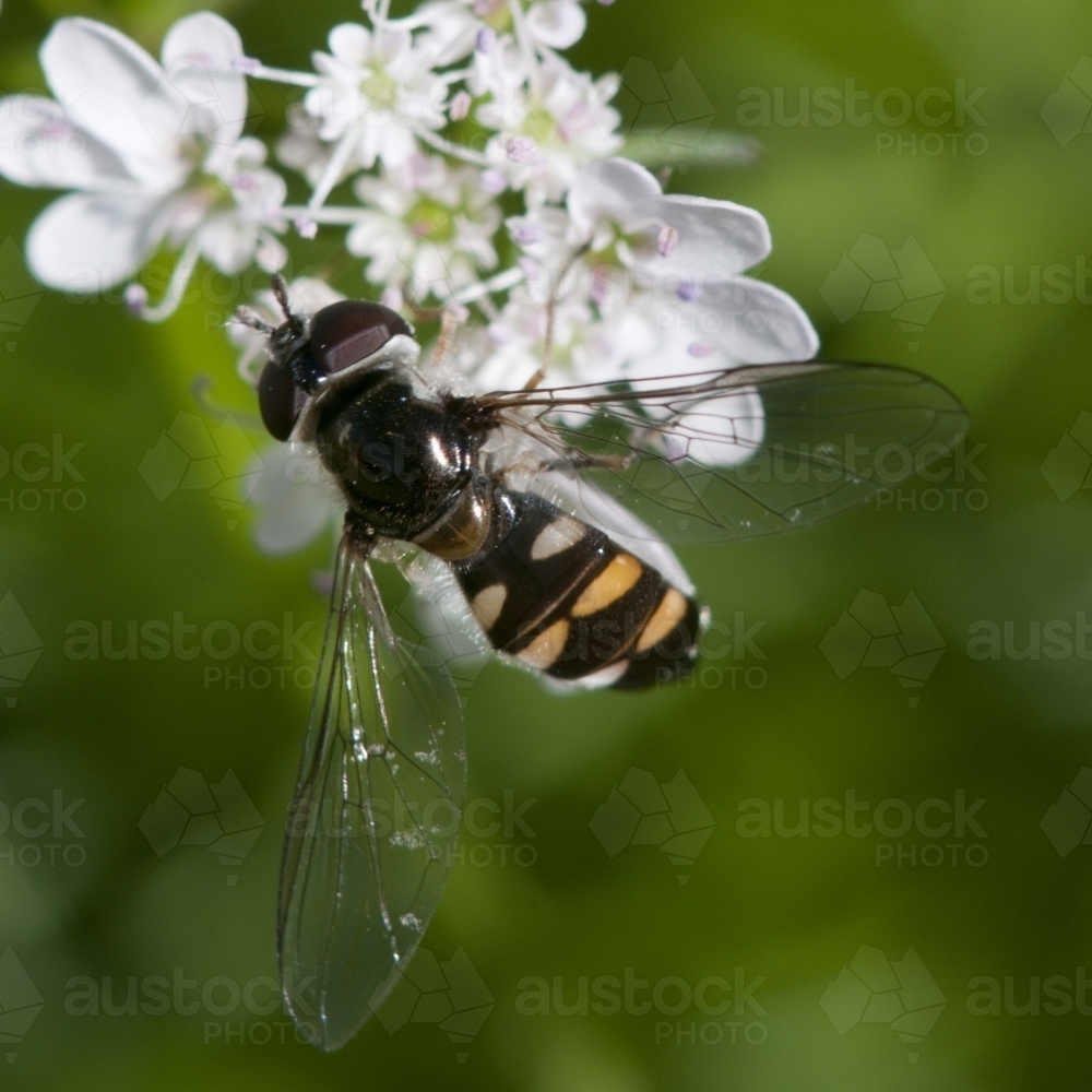 A macro of a Hover fly on Coriander flowers - Australian Stock Image