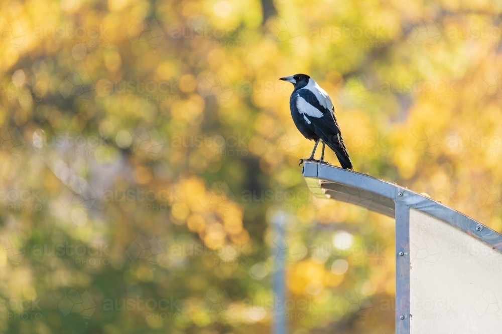 A magpie sitting on top of a shelter roof with autumn colours in the background - Australian Stock Image