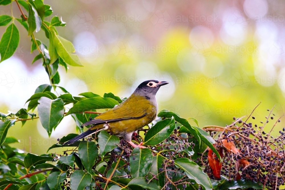 A male Australasian Figbird perched among numerous berries. - Australian Stock Image