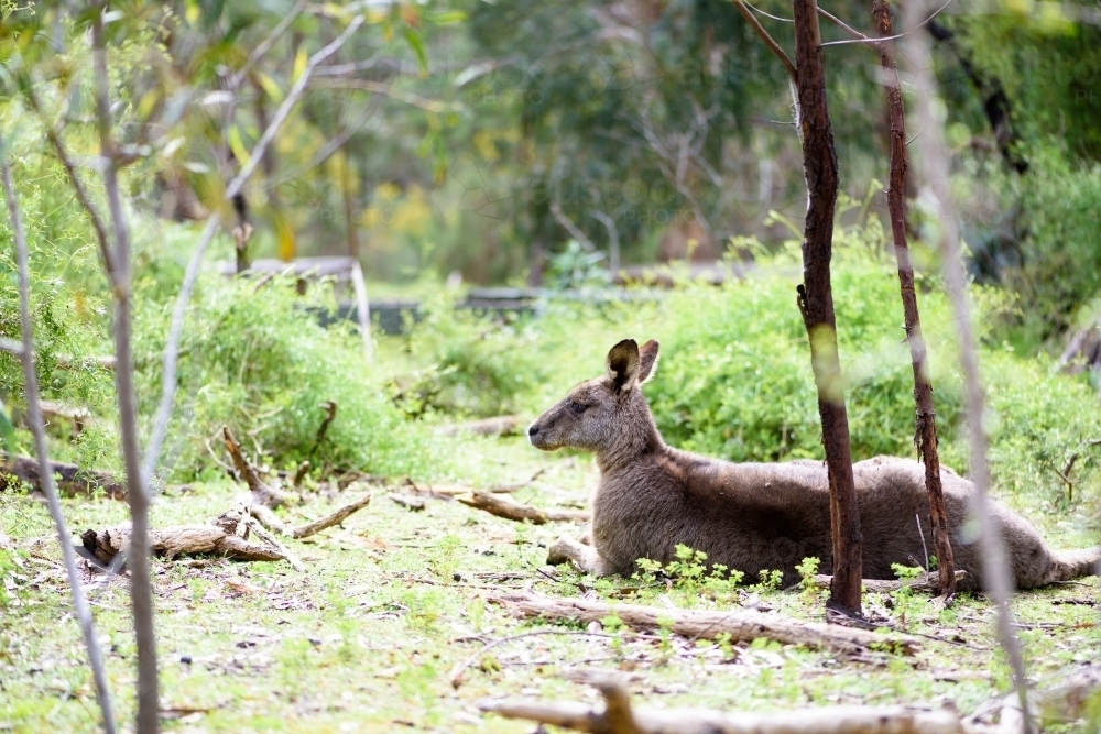 Image Of A Male Kangaroo In Wild Sanctuary Austockphoto 8128