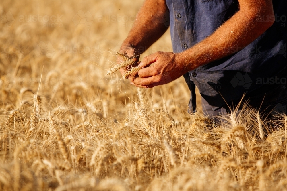 A man examining some wheat in a field. - Australian Stock Image