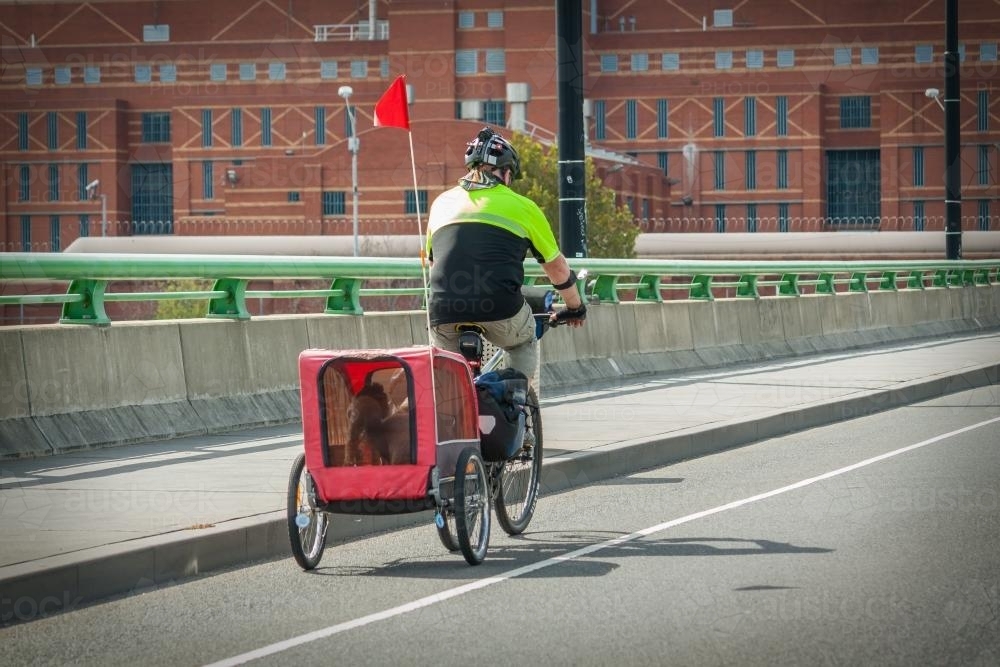 push bike dog carrier