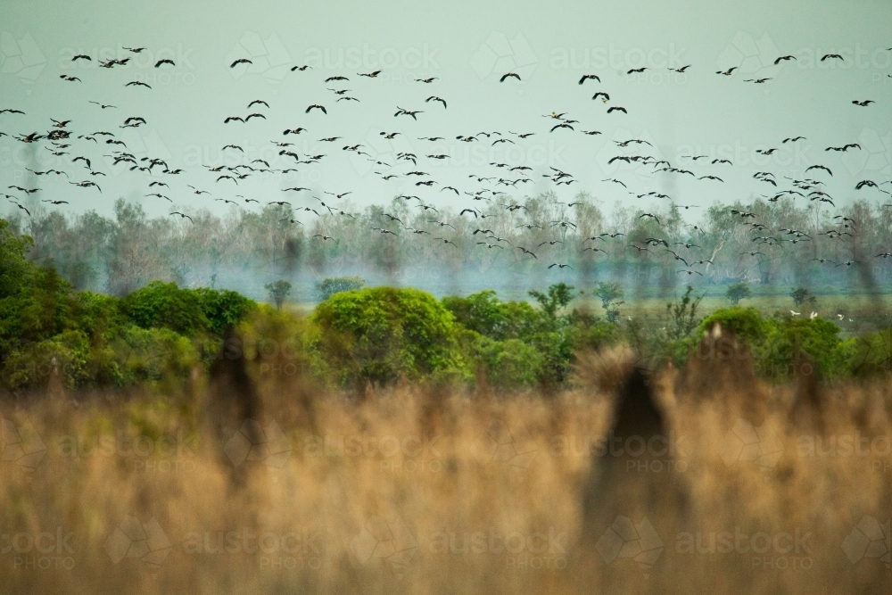 A massive flock of birds flying over the wetlands with dry grass. - Australian Stock Image