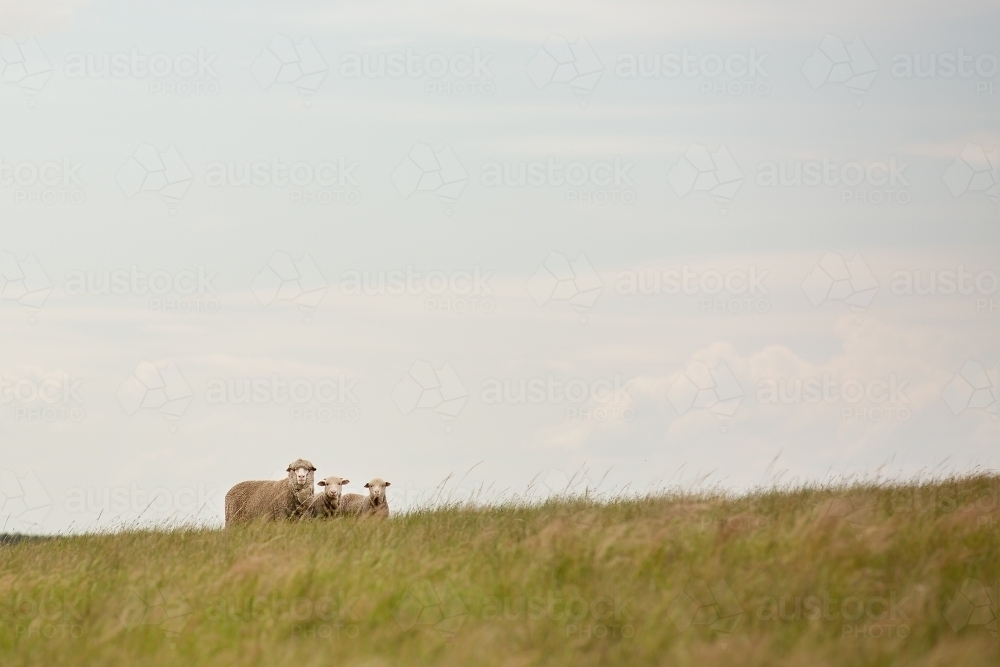 A merino ewe with twin lambs in a grassy paddock - Australian Stock Image