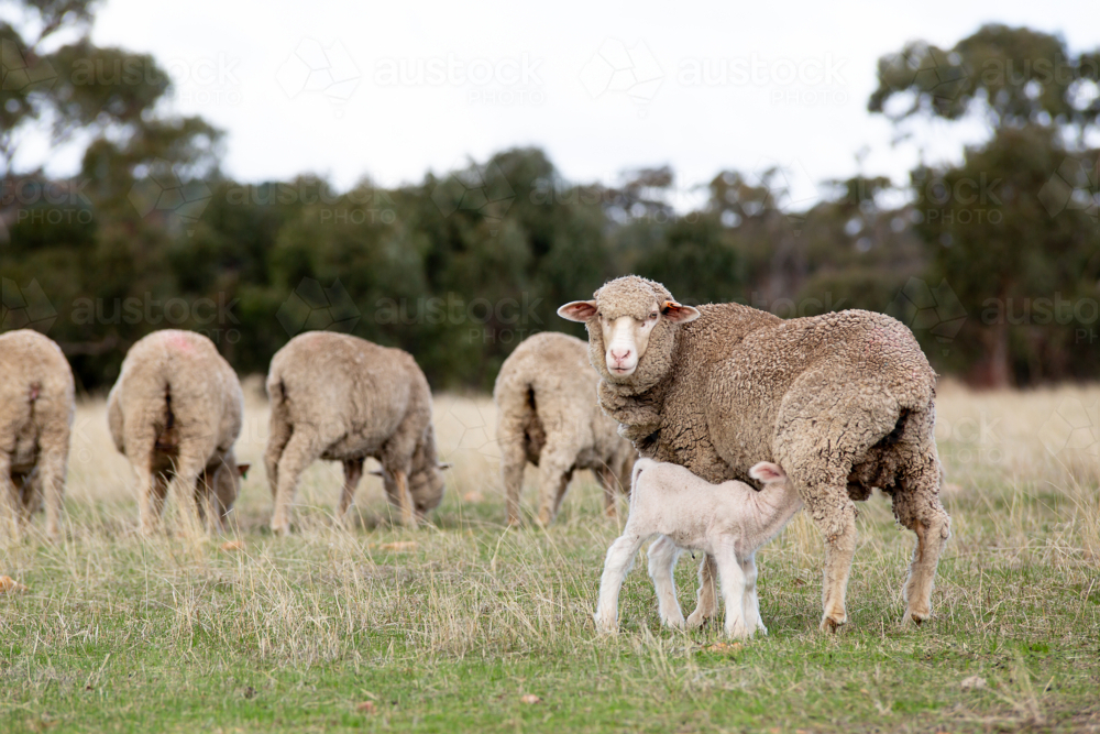 A merino lamb takes a drink from a ewe - Australian Stock Image