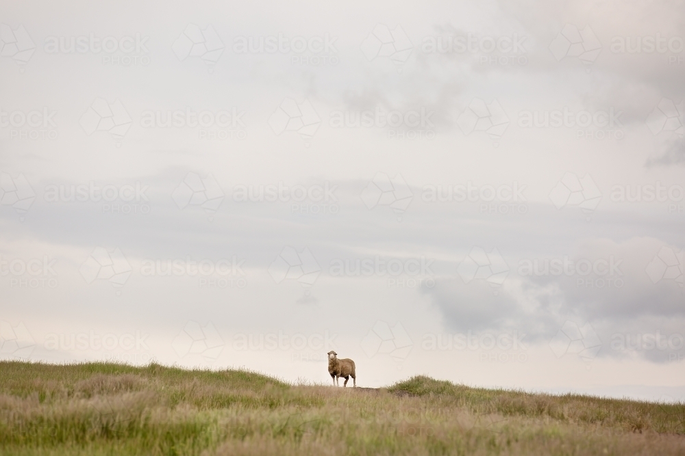 A merino sheep standing on a grassy hillside - Australian Stock Image