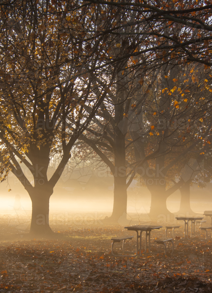 A misty morning in a park with picnic tables - Australian Stock Image