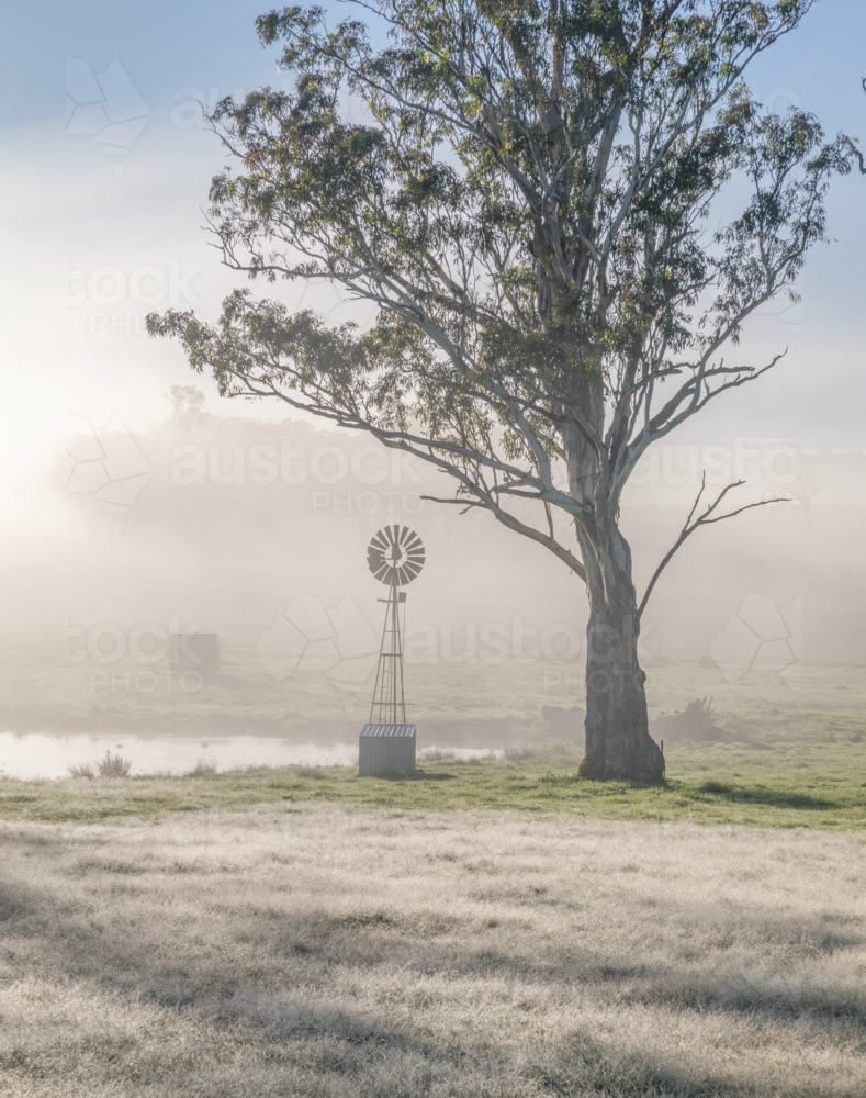 A misty morning with a small windmill by an old gum tree - Australian Stock Image